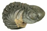 Long, Enrolled, Reedops Trilobite - Atchana, Morocco #269188-1